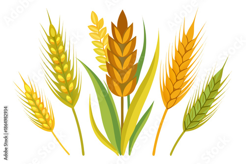wheat isolated on white background