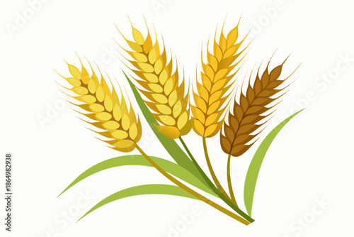 wheat isolated on white background