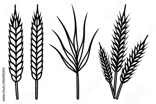 wheat isolated on white background