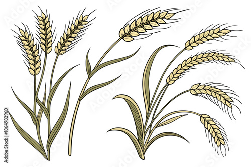 wheat ears isolated on white