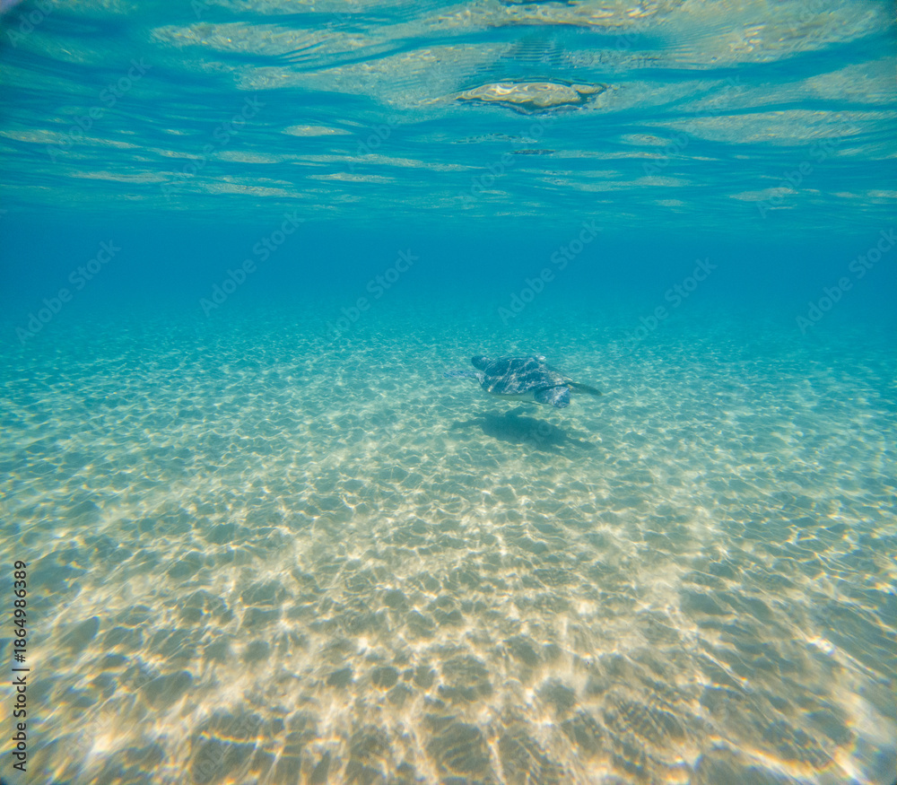 Fototapeta premium Sea Turtles Swimming Underwater – Loggerhead (Caretta Caretta) and Green Turtle