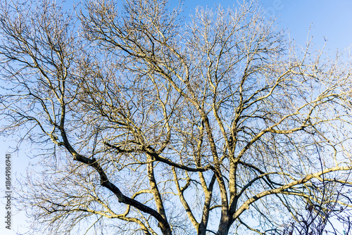 Bare tree in winter