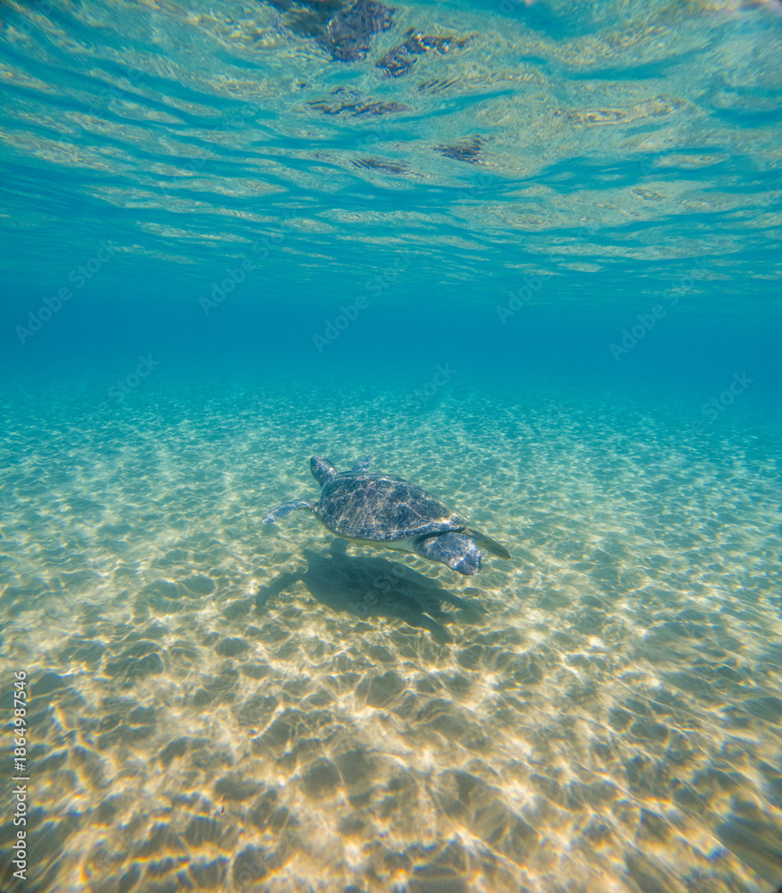 Obraz premium Sea Turtles Swimming Underwater – Loggerhead (Caretta Caretta) and Green Turtle