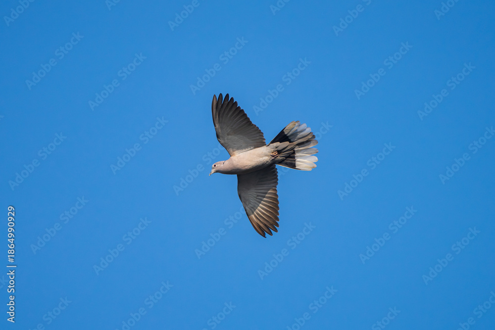 Obraz premium Eurasian Collared-Dove in graceful flight, wings spread wide, gliding above the Himalayan landscape with soft sunlight highlighting its pale gray plumage and signature black collar.