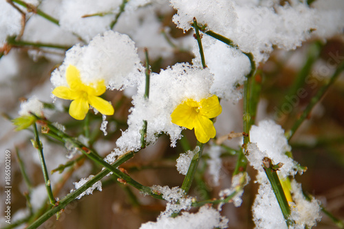 Blooming Winter jasmine with budding leaves in winter