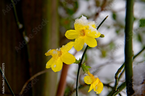 Blooming Winter jasmine with budding leaves in winter