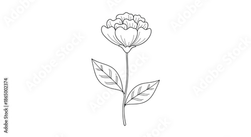 Elegant and simple hand-drawn black and white illustration of a single peony flower with a stem and leaves for botanical designs.