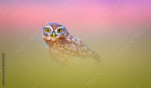 Owl. Colorful nature background. Little owl. 