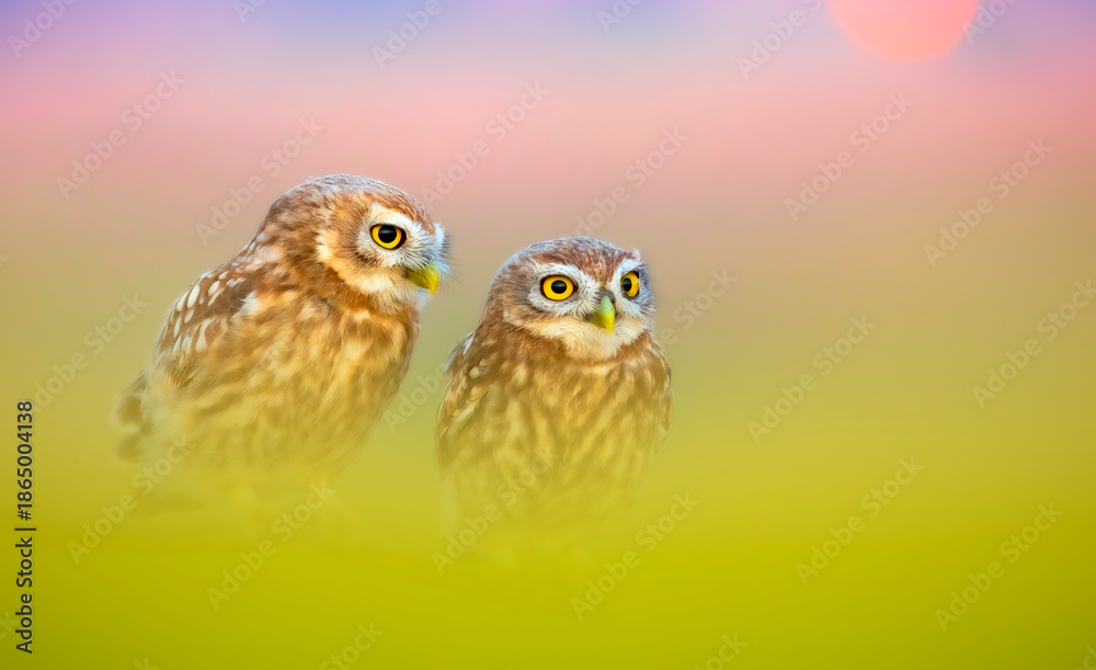 Obraz premium Owl. Colorful nature background. Little owl. 