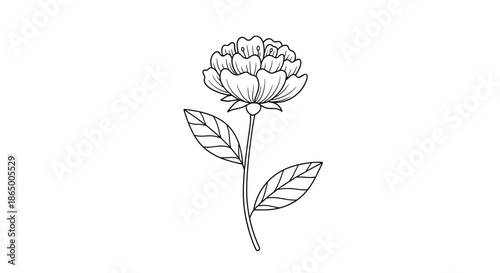 Simple and elegant hand-drawn black and white illustration of a single peony flower, perfect for botanical art and tattoo designs.