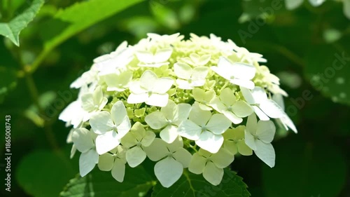 Close up of a white hydrangea flower against green foliage
