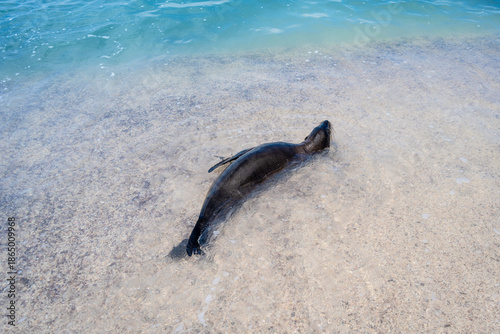 A sea lion swimming in the clear waters of Playa Baquerizo