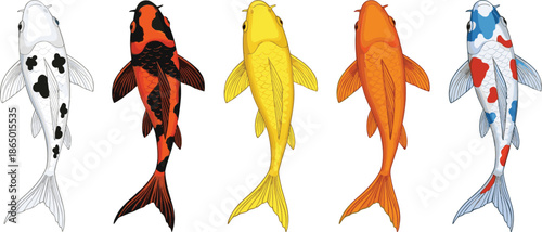 Koi Fish Vector Illustration Set with Different Colors Top View Japanese Carp Isolated on White