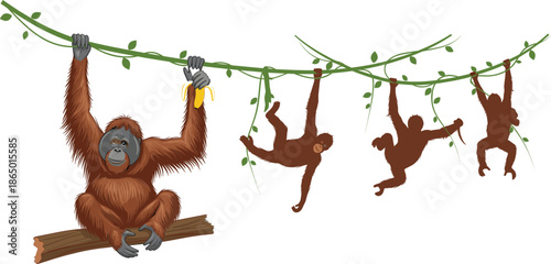Orangutan Cartoon Illustration with Baby Apes Hanging on Vine Jungle Wildlife Vector Collection
