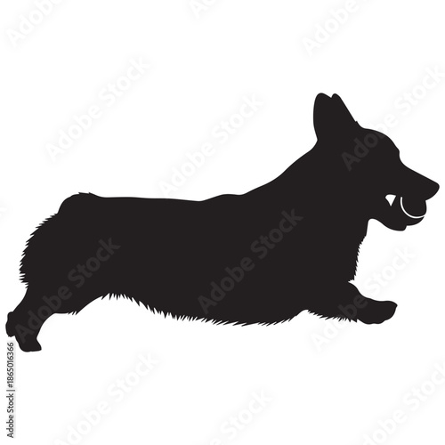 Running Corgi dog in motion with open mouth