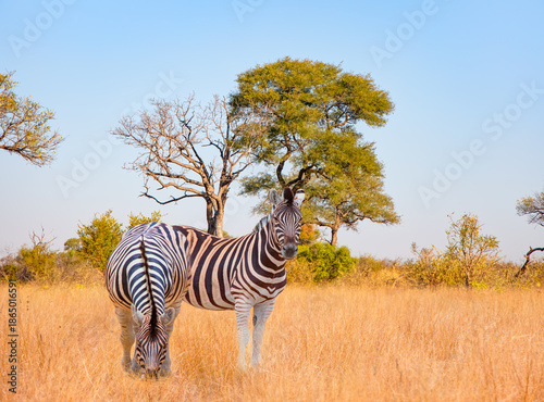 A group of zebras standing among the yellow grass in Kruger National Park in South Africa, in the African savannah, during a safari - Kruger National Park, South Africa