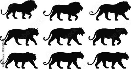 Lion walking silhouettes set showing male and female lions in different stride poses wildlife animal black vector illustration collection