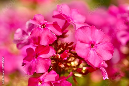 Phlox paniculata in summer. Macro photography