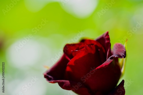 A red rose bud. Macro photography