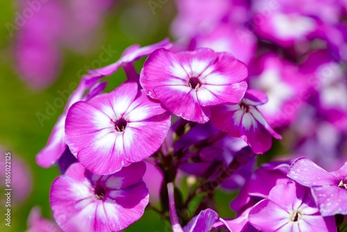 Phlox paniculata in summer. Macro photography