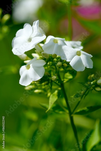 Phlox paniculata in summer. Macro photography