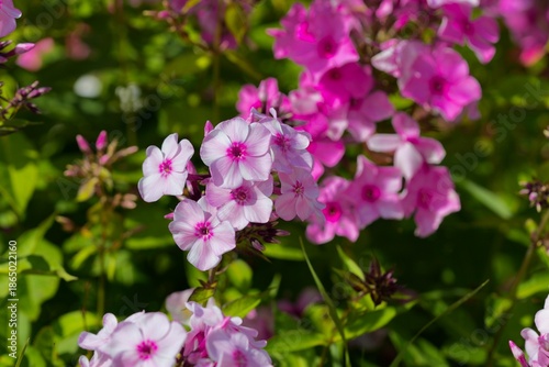 Phlox paniculata in summer. Macro photography