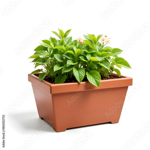 Isolated raised garden planter box with vibrant plants, home gardening