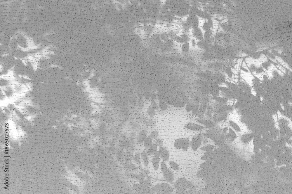 Fototapeta premium Tree branches and acacia leaves with shadow on a white concrete wall. A pattern of leaves.