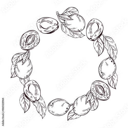 Round frame of plum fruit with leaves and half plum, hand drawn healthy vegetarian snack, design for ingredient, recipe, menu. Vector illustration