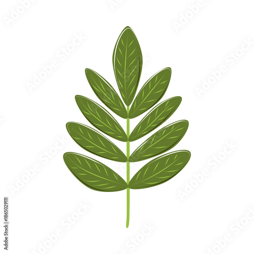 Green rowan leaf isolated on white background. Botanical illustration for natural design, eco projects, gardening, herbal products, education.