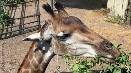 Giraffe eating leaf sunny day at zoo. Giraffe head.
