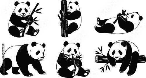 Flat vector set of six playful giant panda poses eating bamboo climbing log sitting lying walking hugging branch minimal black and white cute close up illustration