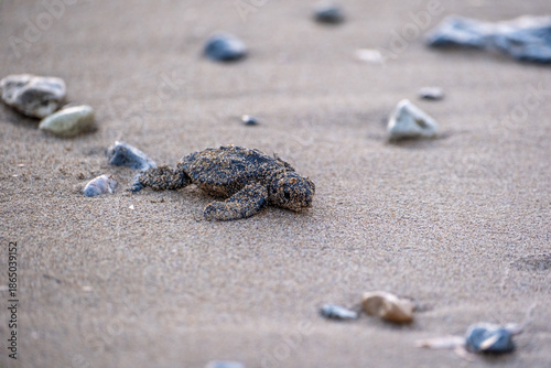 Baby sea turtles walking to the sea – Loggerhead (Caretta Caretta) and Green Turtle