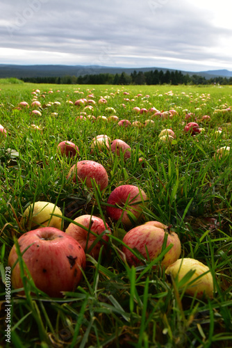 The autumn harvest, Sainte-Apolline, Québec,  Canada
