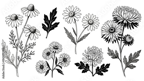 Elegant floral ink drawing of daisies and chrysanthemums in black and white tone