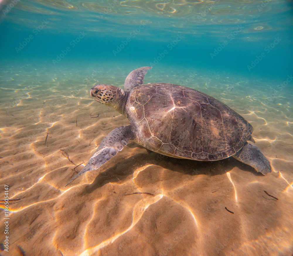 Fototapeta premium Sea Turtles Swimming Underwater – Loggerhead (Caretta Caretta) and Green Turtle