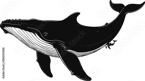 Whale Silhouette Vector Illustration