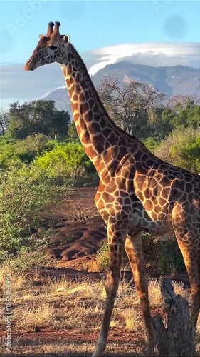Majestic Giraffe Standing in African Savanna with Mountain Background