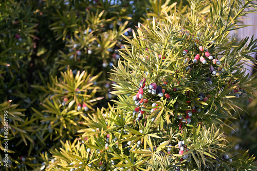 Bild auf Leinwand A Japanese yew tree bearing fruit, Podocarpus macrophyllus