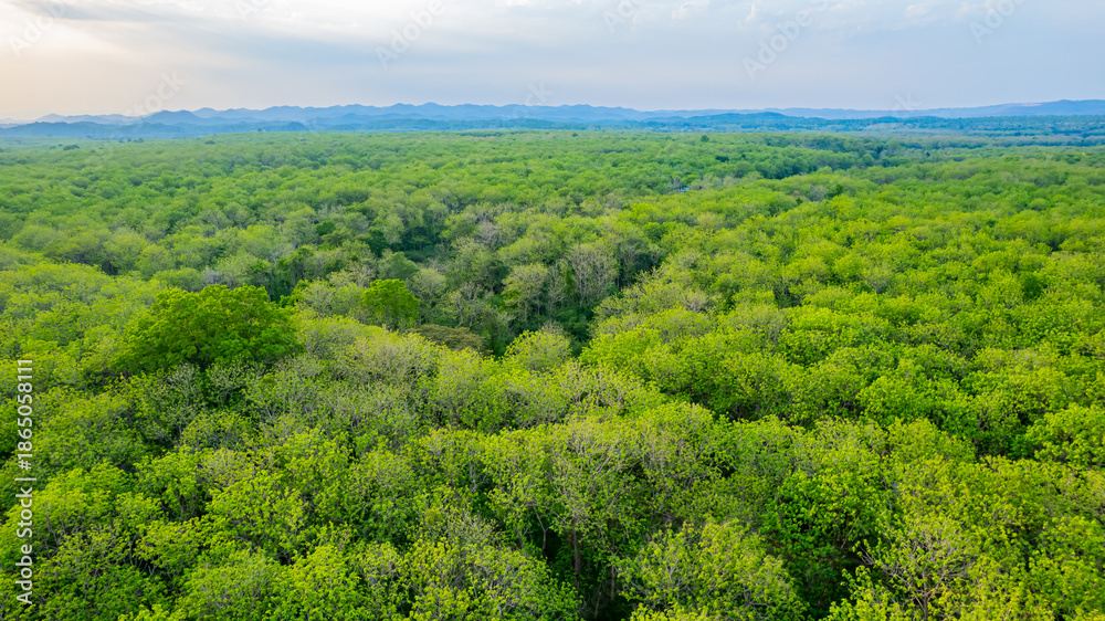 Obraz premium Teak forests in nature, Thailand.