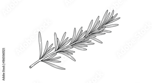 Detailed hand drawn rosemary sprig branch illustration in black line art style for culinary and botanical design themes.