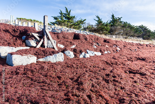 Échouage massif d'algues rouges sur une plage au pied d'une dune renforcée par un empierrage. La Guérinière, Noirmoutier