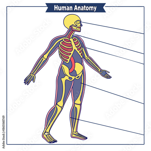 Human anatomy skeletal system