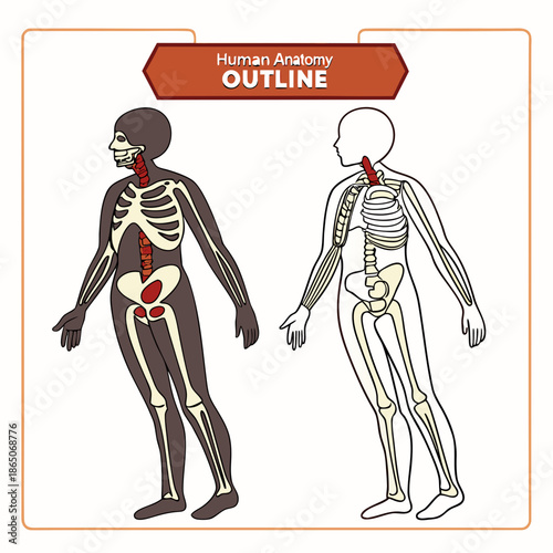 Human anatomy outline