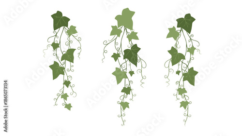Trio of aesthetically pleasing hanging ivy vines, showcasing a mix of light and dark green leaves with elegant tendrils, perfect for natural and botanical design applications.
