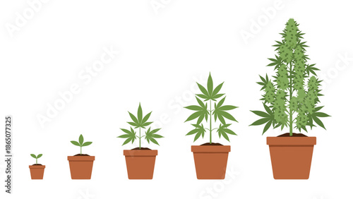 Illustrative sequence of the cannabis plant's life cycle, depicting five progressive growth stages from a small seedling to a fully developed, flowering plant in terracotta pots.
