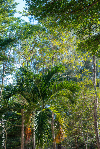 Lush green tropical forest with palm tree under sunny sky.