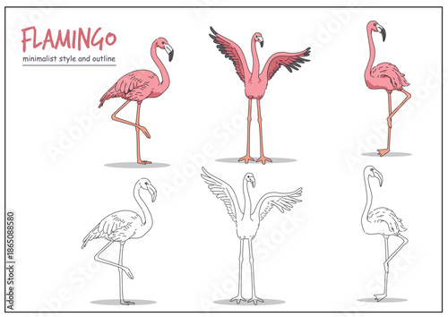 Illustration of a flamingo displayed in multiple poses with clear outlines, showcasing its unique features and graceful stance. Animal design concept