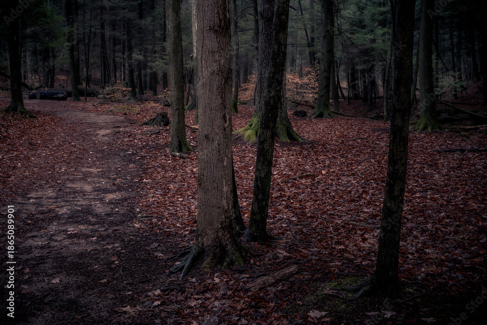 Obraz premium Morning hiking in Hocking Hills Ohio State Park