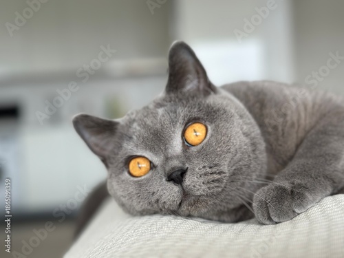 Curious British shorthair cat with orange eyes